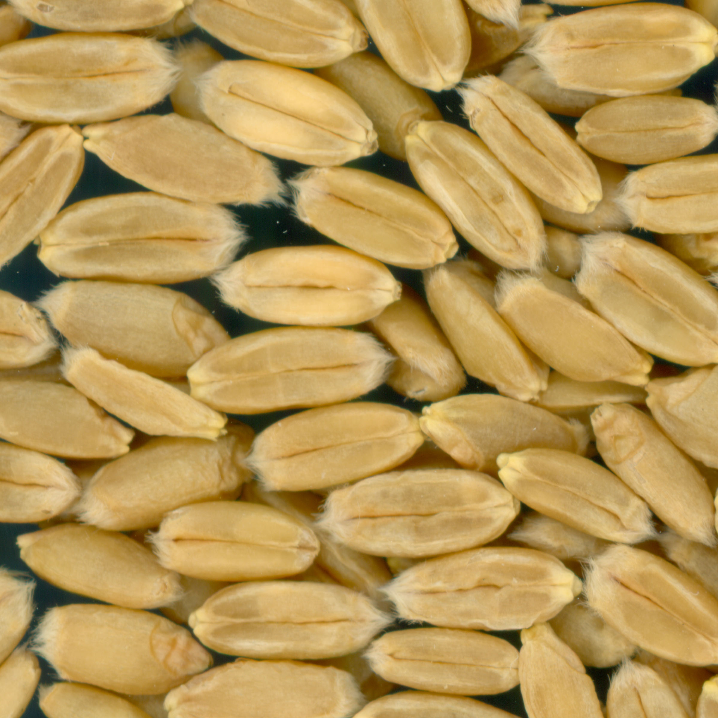 KERNELS